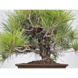 Pinus thunbergii corticosa I-7861 vista 3