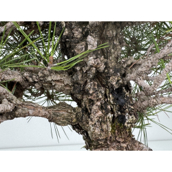 Pinus thunbergii corticosa I-7861 vista 4