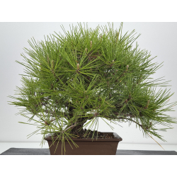 Pinus thunbergii corticosa I-7861 vista 5