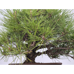 Pinus thunbergii corticosa I-7861 vista 6