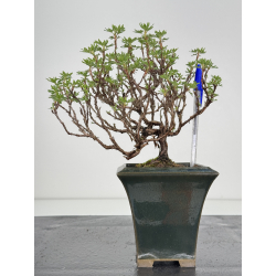 Potentilla fruticosa I-7862