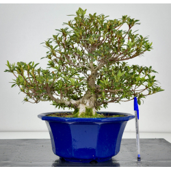 Azalea Aozora I-7863