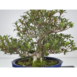 Azalea Aozora I-7863 vista 2