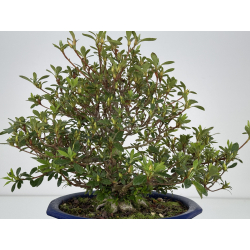 Azalea Aozora I-7863 vista 3