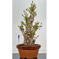 Ginkgo biloba I-7864