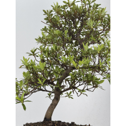 Azalea Senhime I-7865 vista 3