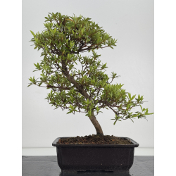 Azalea Senhime I-7865 vista 4