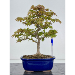 Acer buergerianum I-7867