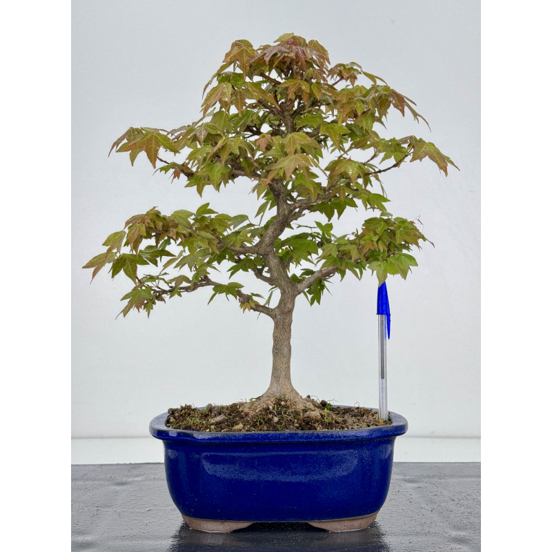 Acer buergerianum I-7867