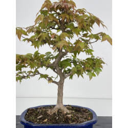 Acer buergerianum I-7867 vista 2
