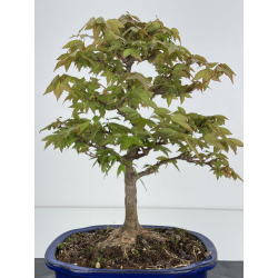 Acer buergerianum I-7867 vista 3