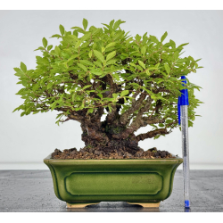 Zelkova nire I-7868