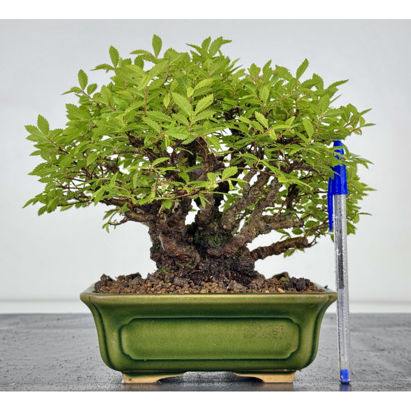 Zelkova nire I-7868 Zelkova nire I-7868