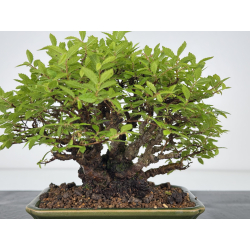 Zelkova nire I-7868 vista 2
