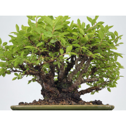 Zelkova nire I-7868 vista 3