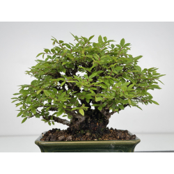 Zelkova nire I-7868 vista 5