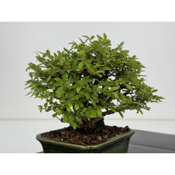 Zelkova nire I-7868 vista 6