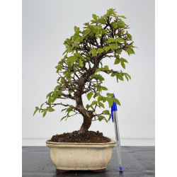 Carpinus turczaninovii -carpe coreano- I-7869