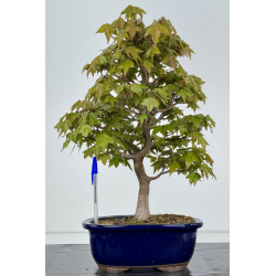 Acer buergerianum I-7870