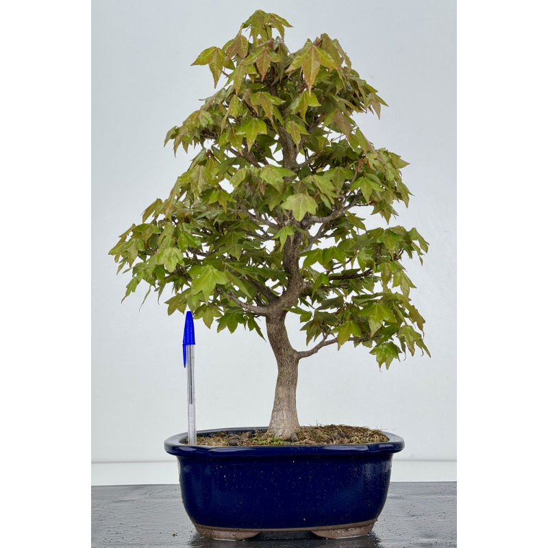 Acer buergerianum I-7870