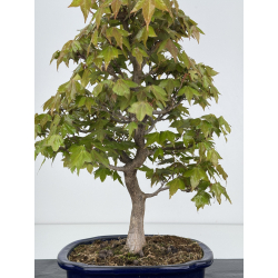 Acer buergerianum I-7870 vista 2