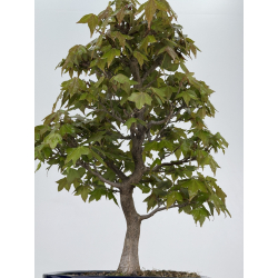Acer buergerianum I-7870 vista 3