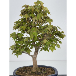 Acer buergerianum I-7870 vista 4