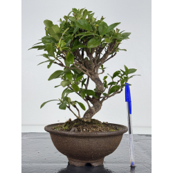 Gardenia jasminoides I-7872