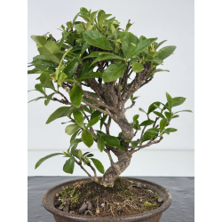 Gardenia jasminoides I-7872 vista 2