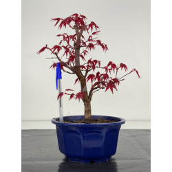 Acer palmatum deshojo I-7873