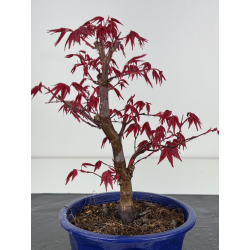 Acer palmatum deshojo I-7873 vista 2