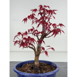 Acer palmatum deshojo I-7873 vista 3