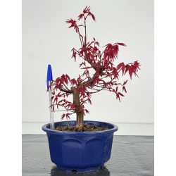 Acer palmatum deshojo I-7874