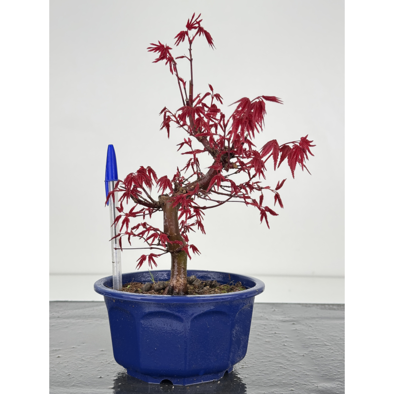 Acer palmatum deshojo I-7874 Acer palmatum deshojo I-7874