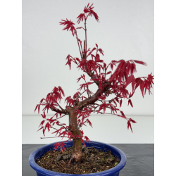 Acer palmatum deshojo I-7874 vista 2