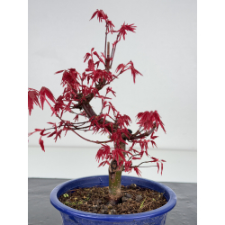 Acer palmatum deshojo I-7874 vista 3