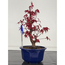 Acer palmatum deshojo I-7875