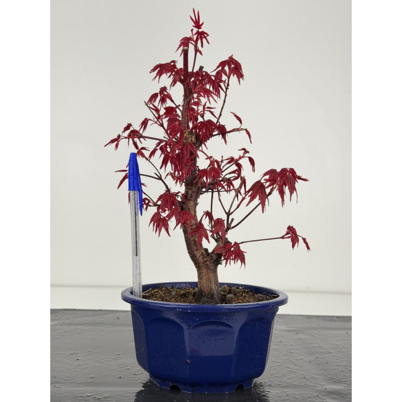 Acer palmatum deshojo I-7875 Acer palmatum deshojo I-7875
