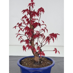 Acer palmatum deshojo I-7875 vista 2