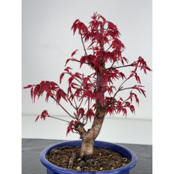 Acer palmatum deshojo I-7875 vista 3