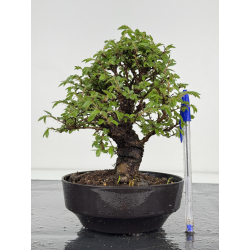 Zelkova nire I-7876
