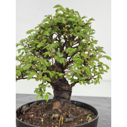 Zelkova nire I-7876 view 2