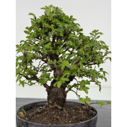 Zelkova nire I-7876 view 3