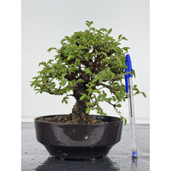 Zelkova nire I-7877