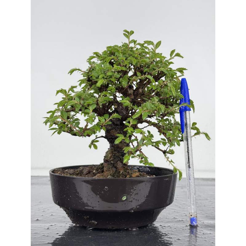 Zelkova nire I-7877