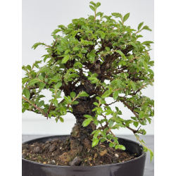 Zelkova nire I-7877 vista 2