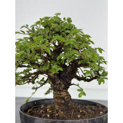 Zelkova nire I-7877 vista 3
