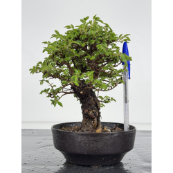Zelkova nire I-7878