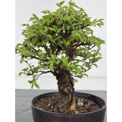 Zelkova nire I-7878 vista 2