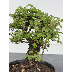Zelkova nire I-7878 vista 3